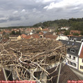 12_55-nest.jpg