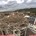 13_00-nest.jpg