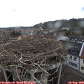 13_20-nest.jpg
