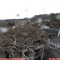 13_30-nest.jpg
