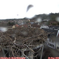 13_35-nest.jpg