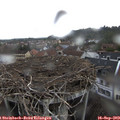 13_40-nest.jpg