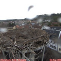 13_45-nest.jpg