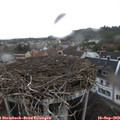 13_55-nest.jpg