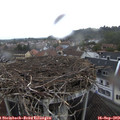 14_00-nest.jpg