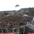 14_05-nest.jpg