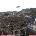 14_20-nest.jpg