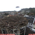 14_30-nest.jpg