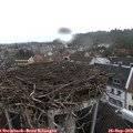 14_50-nest.jpg