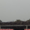 15_15-mast.jpg