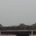 15_20-mast.jpg
