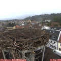 15_20-nest.jpg