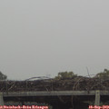 15_25-mast.jpg