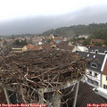15_30-nest.jpg