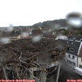 16_05-nest.jpg