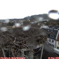 16_15-nest.jpg