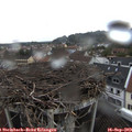 16_20-nest.jpg