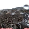 16_30-nest.jpg