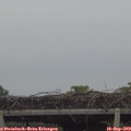 16_40-mast.jpg
