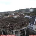 17_00-nest.jpg