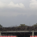 17_10-mast.jpg