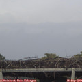 17_15-mast.jpg