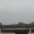 17_20-mast.jpg