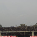 17_25-mast.jpg