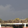 17_45-mast.jpg