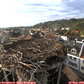 17_50-nest.jpg