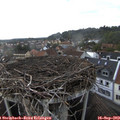 17_55-nest.jpg