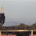 18_45-mast.jpg