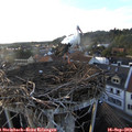 18_45-nest.jpg