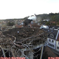 18_50-nest.jpg