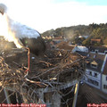 18_55-nest.jpg