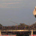 19_00-mast.jpg