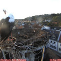 19_00-nest.jpg