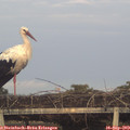 19_10-mast.jpg