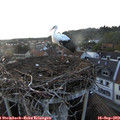 19_10-nest.jpg