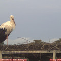 19_15-mast.jpg