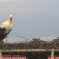 19_20-mast.jpg