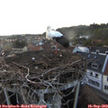 19_20-nest.jpg