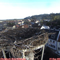 08_10-nest.jpg