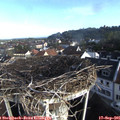 08_20-nest.jpg