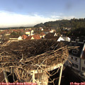 08_50-nest.jpg