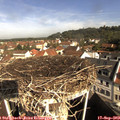 10_00-nest.jpg
