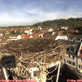 10_10-nest.jpg