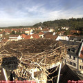 10_15-nest.jpg