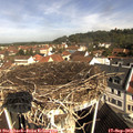 10_20-nest.jpg