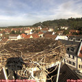 10_30-nest.jpg